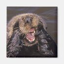 Search for bradley magnets Mammal