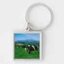 Search for holstein cow key rings Cattle