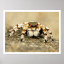 Search for jumping spider posters Arachnid