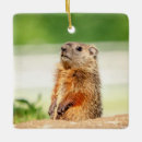 Search for woodchuck christmas tree decorations Wildlife