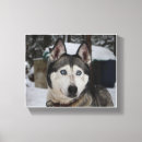 Search for siberian husky art Alaskan