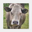 Search for bovine magnets Cattle