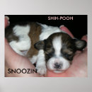 Search for shih poo gifts Puppy