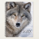 Search for wolves photography Nature