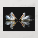 Search for white pelican postcards Feathers