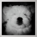 Search for maltipoo posters Puppy