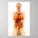 Search for penis art Human representation