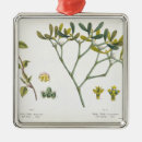 Search for fig Trees