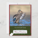 Search for mallard duck christmas cards Nature