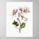 Search for azalea posters Bloom