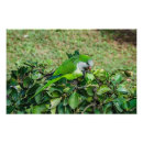 Search for quaker posters Bird