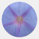 Search for morning glory stickers Garden