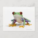 Search for enhance postcards Reptiles