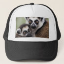 Search for black tailed hats Lemur
