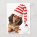 Search for dachshund puppy postcards Canine
