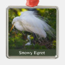 Search for egrets photography Birds