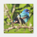 Search for indigo magnets Wildlife