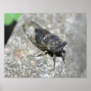 Search for bugging posters For her