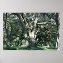 Search for oak tree posters Southern