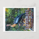 Search for everglade state postcards Everglades national park
