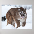 Search for puma posters Mammal