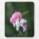 Search for bleeding heart electronics Photograph