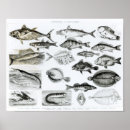 Search for ichthyology posters Fish