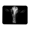 Search for cow magnets Holstein