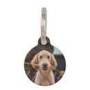 Search for dog collars Dogs  name and photo