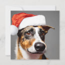 Search for australian cattle dogs cards Funny