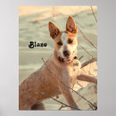 Search for blue heeler art Animal