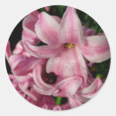 Search for hyacinth stickers Nature