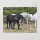 Search for percheron postcards Black