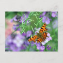 Search for comma postcards Butterfly