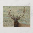 Search for bull elk postcards Cervus canadensis