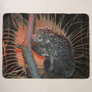 Search for porcupine blankets Nature