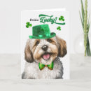 Search for havanese dog Dogs
