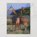 Search for reticulated postcards Kenya