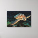 Search for sea turtle canvas prints Photography