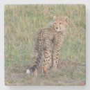 Search for cute cheetah Cub