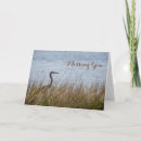 Search for great blue heron cards Nature