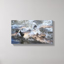 Search for sparring posters Wildlife