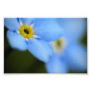 Search for nots photography Floral