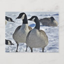 Search for goose postcards Animal