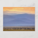 Search for wildebeests postcards Tanzania