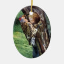 Search for flickers State bird of alabama