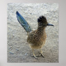Search for roadrunner posters Animals