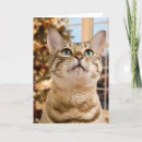 Search for kitten christmas cards Xmas
