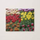 Search for holland tulips puzzles Yellow