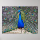 Search for peafowl posters Birds
